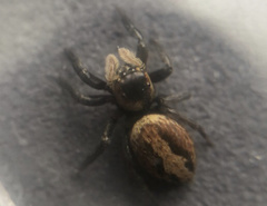 Hasarius adansoni
