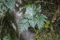 Davallia trichomanoides