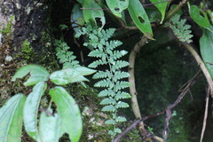 Athyrium anisopterum