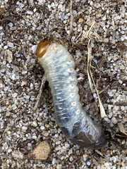 Heteronychus arator