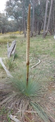 Xanthorrhoea