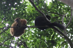Blue-Eyed Black Lemur photo 2