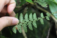 Athyrium anisopterum