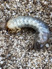Heteronychus arator