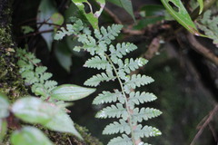 Athyrium anisopterum
