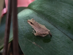 Polypedates megacephalus