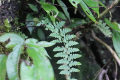 Athyrium anisopterum