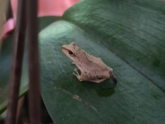 Polypedates megacephalus