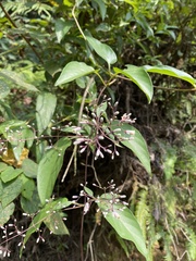 Paederia foetida