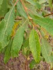 Salix cinerea