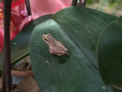 Polypedates megacephalus