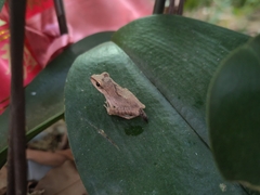 Polypedates megacephalus