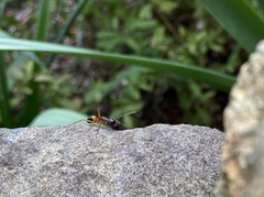 Camponotus consobrinus
