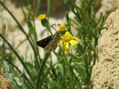 Trapezites argenteoornatus