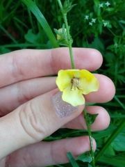 Verbascum blattaria