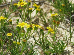 Trapezites argenteoornatus