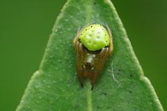 Araneus viridiventris