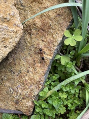 Camponotus consobrinus