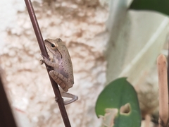 Polypedates megacephalus