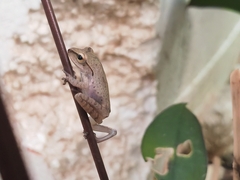 Polypedates megacephalus