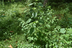 Mesosphaerum suaveolens