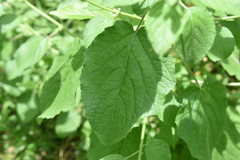 Mesosphaerum suaveolens