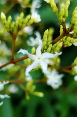 Ichnocarpus frutescens