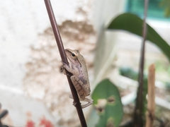 Polypedates megacephalus