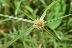 Cyperus mindorensis
