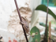 Polypedates megacephalus