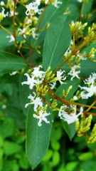 Ichnocarpus frutescens