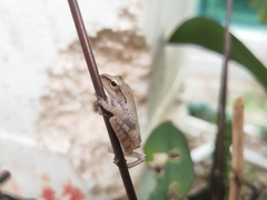 Polypedates megacephalus