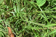 Cyperus mindorensis
