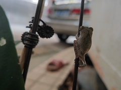 Polypedates megacephalus