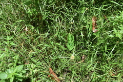 Cyperus mindorensis