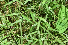 Cyperus mindorensis