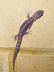 Christinus marmoratus