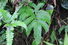 Pteris setulosocostulata