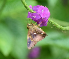 Hasora badra