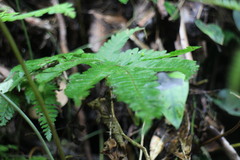 Pteris setulosocostulata