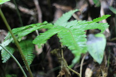Pteris setulosocostulata