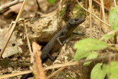 Emoia nigra