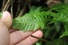 Pteris setulosocostulata