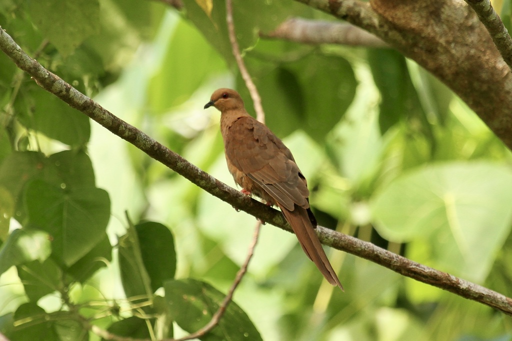 Spot-breasted Cuckoo-Dove photo