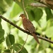 Mackinlay's Cuckoo-Dove - Photo (c) Bird Explorers, some rights reserved (CC BY-NC), uploaded by Bird Explorers