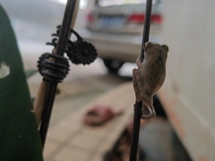 Polypedates megacephalus