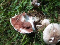 Agaricus campestris