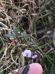 Glycine clandestina