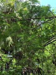 Leucaena leucocephala