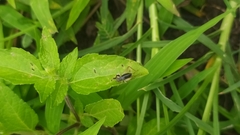 Gryllodes sigillatus